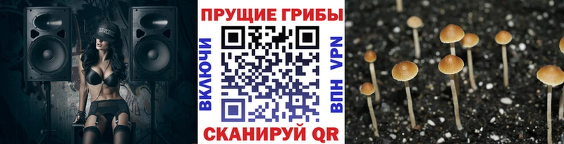 цены   Николаевск  kraken рабочий сайт  Галлюциногенные грибы Cubensis 